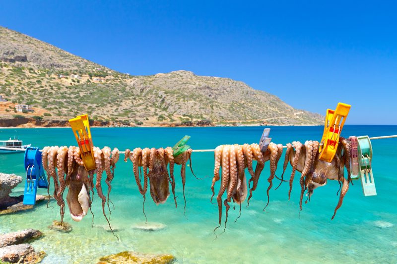 Octopus drying at fishing port in Crete